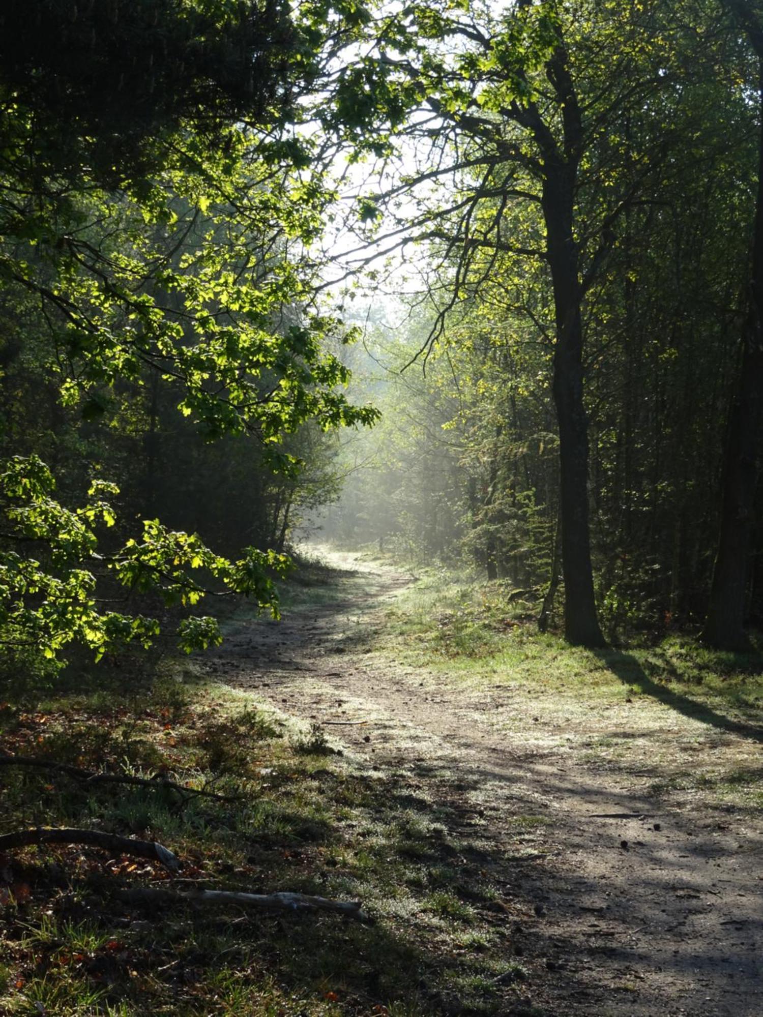 Veluwe Park Reewold Chalet Vision Putten Esterno foto