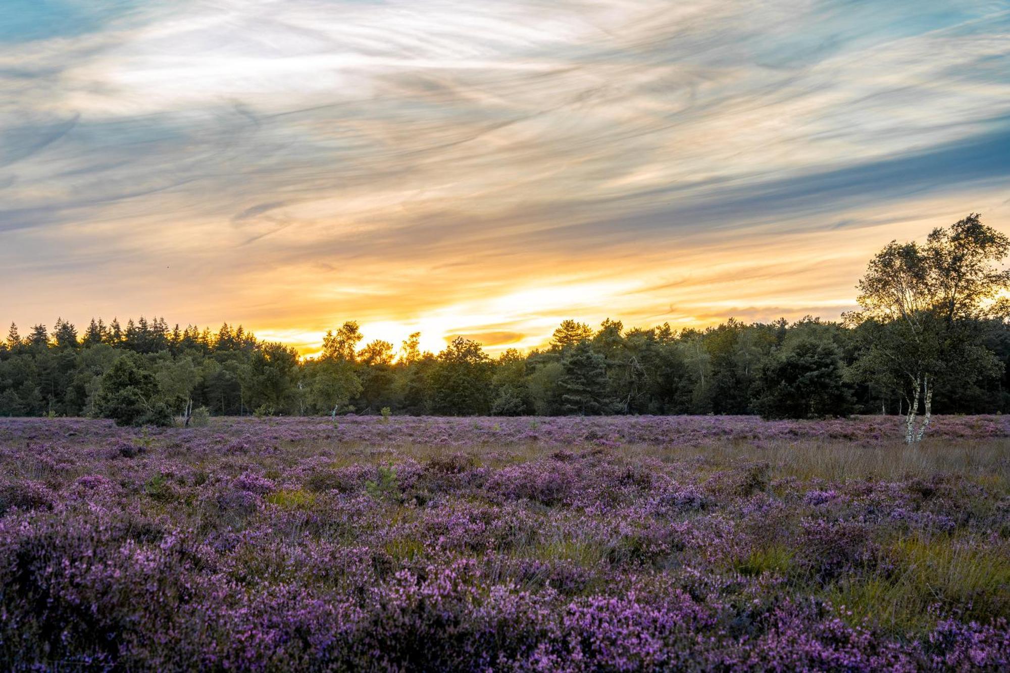 Veluwe Park Reewold Chalet Vision Putten Esterno foto
